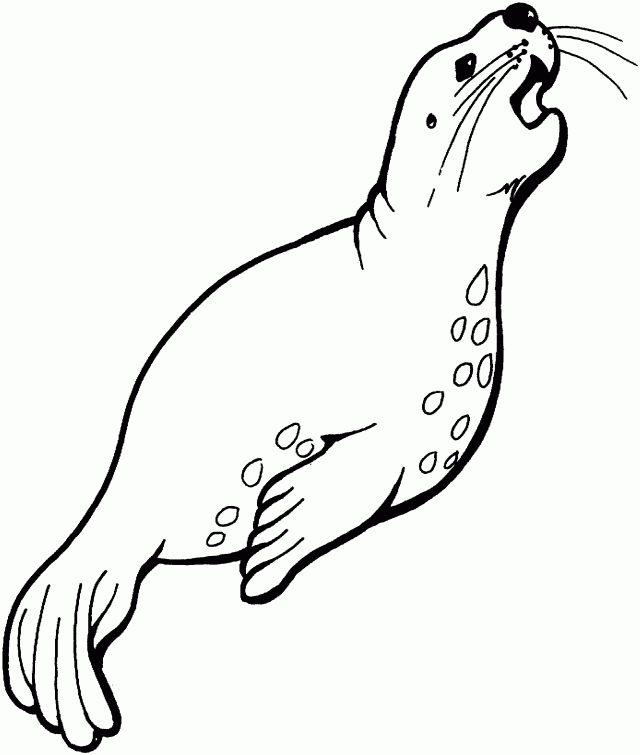 Plansa de colorat cu Foca 3 23